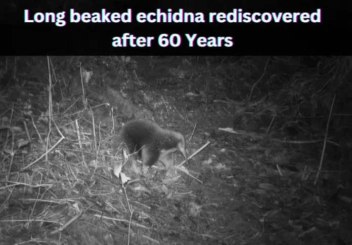 Long beaked echidna rediscovered after 60 Years