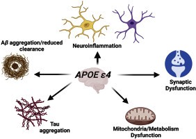 APOE4's role in Alzheimer's