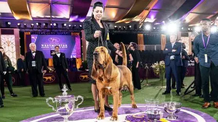 Westminster Dog Show 2025