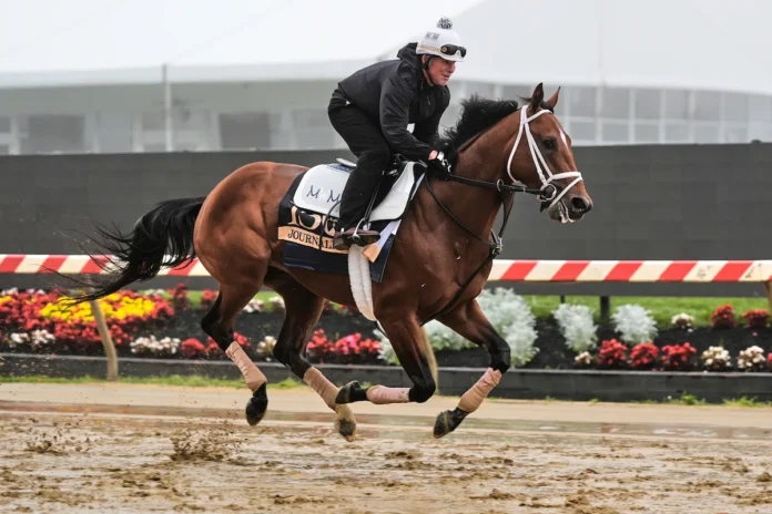 Preakness Odds
