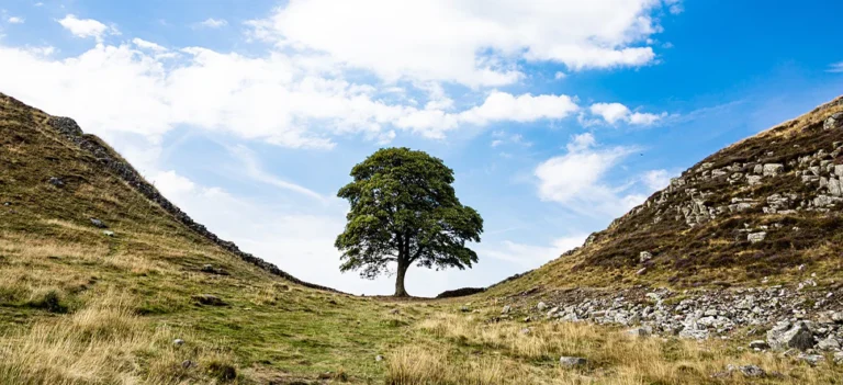 Sycamore Gap Tree