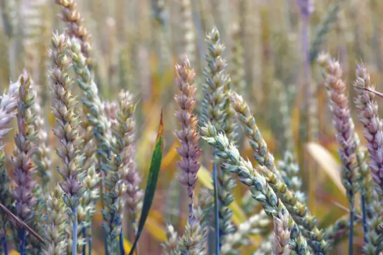 Fusarium graminearum: Latest Developments and Global Impact
