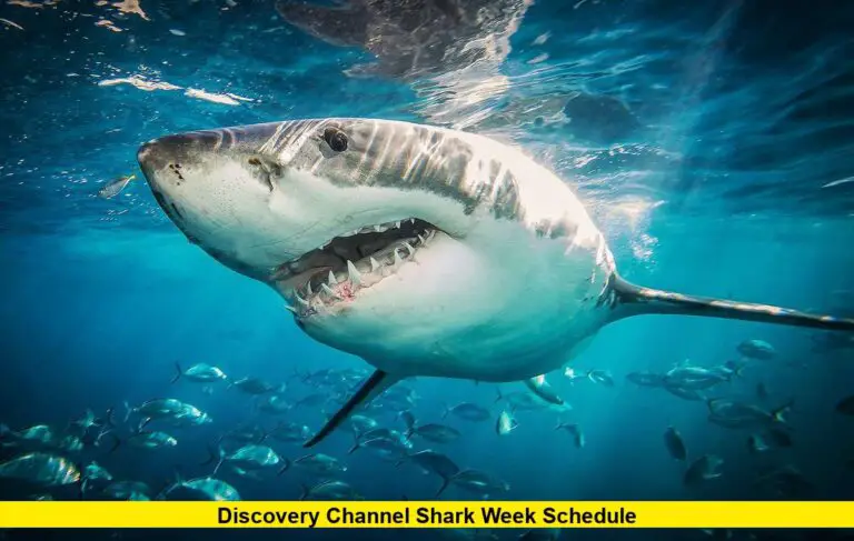 Discovery Channel Shark Week Schedule