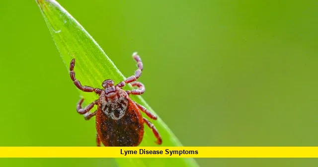 Lyme Disease Symptoms