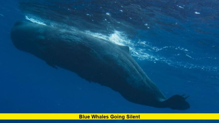 Blue Whales Going Silent Blue