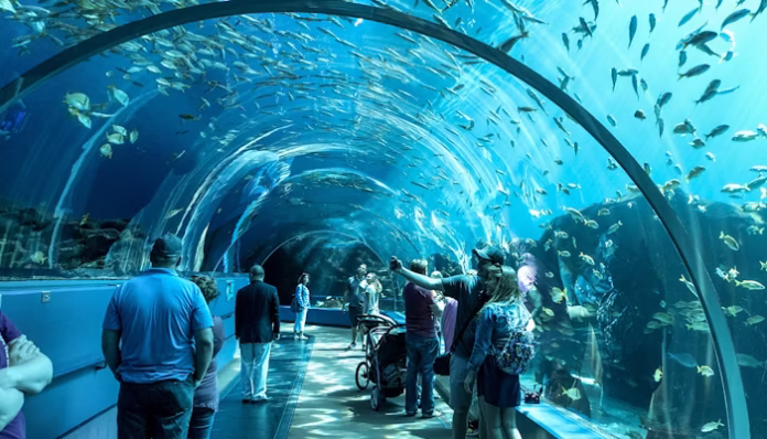 Georgia Aquarium