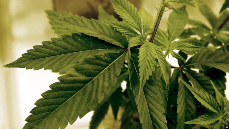 Is Weed Legal in Minnesota