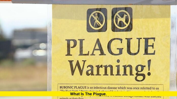 What is the plague