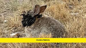 Zombie Rabbit