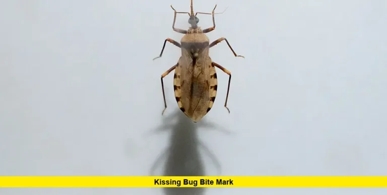 Kissing Bug Bite Mark