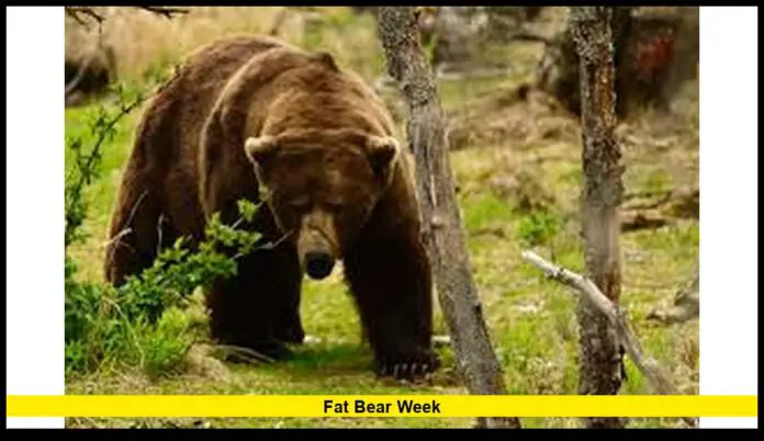 Fat Bear Week: Everything You Need to Know for 2025