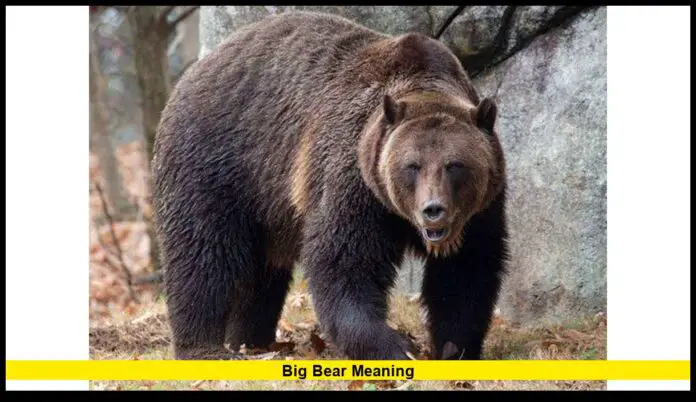 Big Bear Meaning Big Bear Meaning: What It Symbolizes in Modern America and Why It’s Back in the News