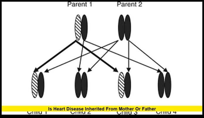 Is Heart Disease Inherited from Mother or Father? Understanding the Genetic Link