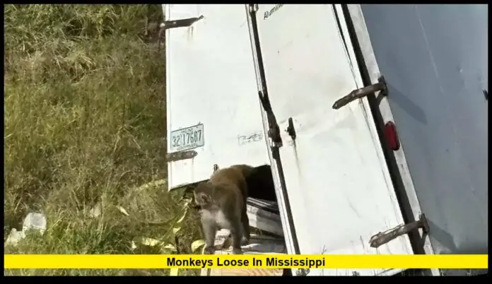 Monkeys Loose in Mississippi: Wildlife Officials Race to Capture Escaped Primates Near Jackson