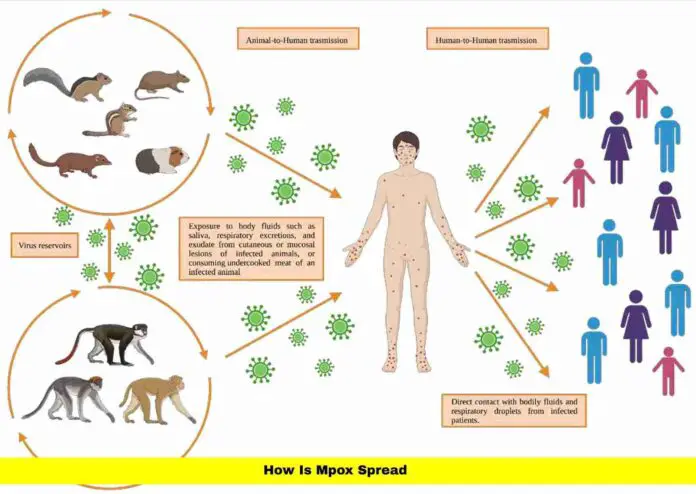 How Is Mpox Spread How Is Mpox Spread