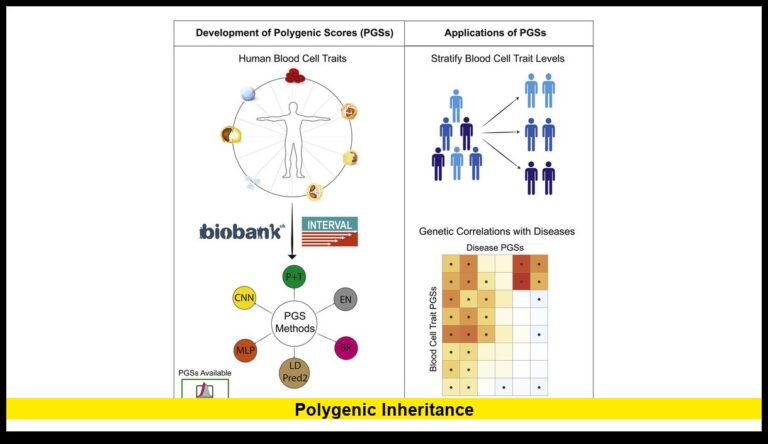 polygenic inheritance