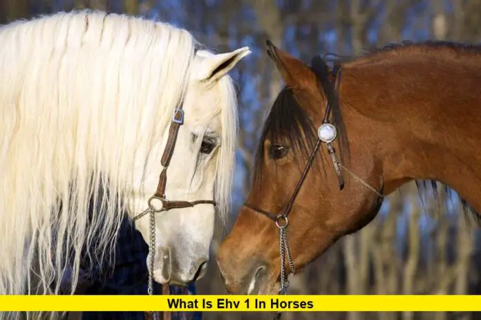What Is EHV 1 in Horses What Is EHV 1 in Horses