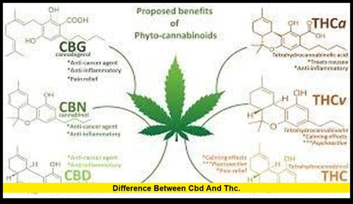difference between CBD and THC. difference between CBD and THC