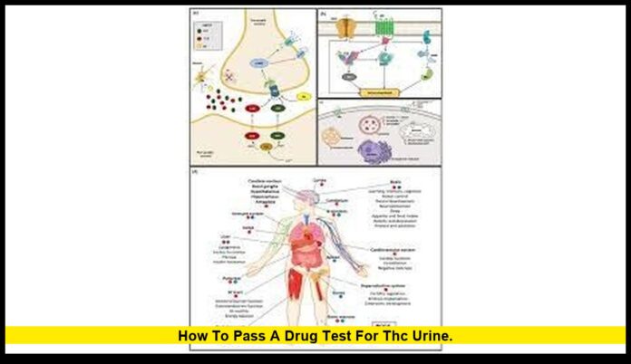 how to pass a drug test for THC urine. how to pass a drug test for THC urine