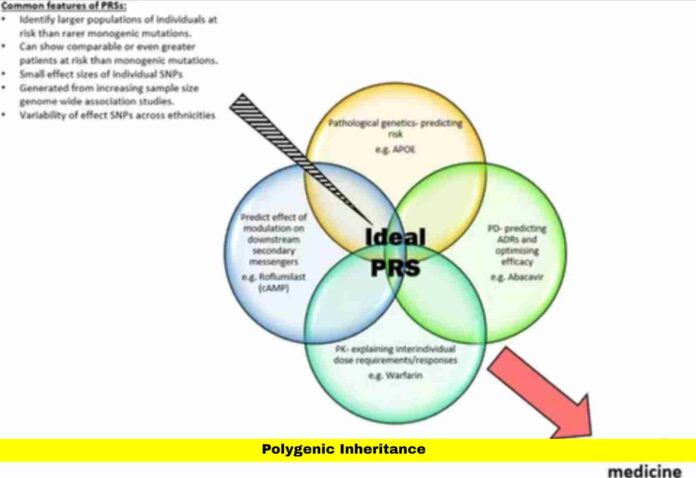 Polygenic Inheritance Polygenic Inheritance
