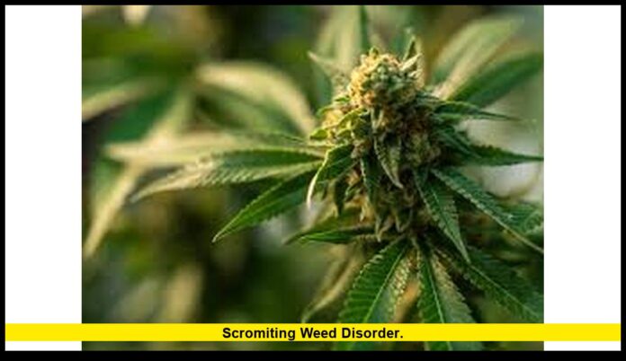 Scromiting weed disorder. Scromiting weed disorder.