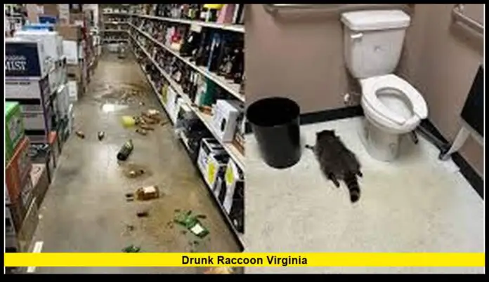 drunk raccoon virginia