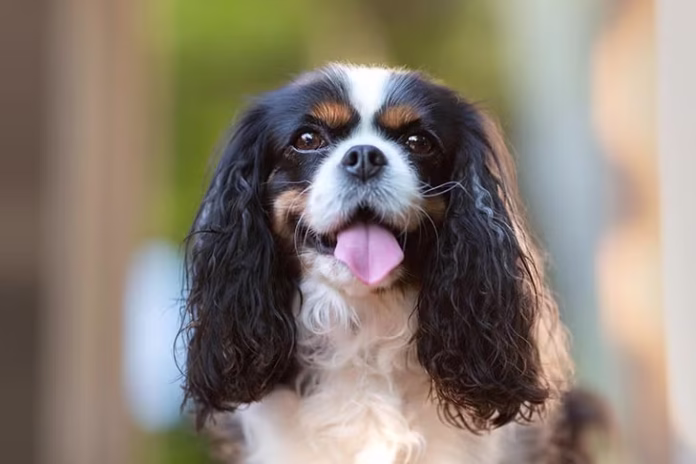 Cavalier King Charles Spaniel America’s Beloved Companion Dog Continues to Capture Hearts in 2026