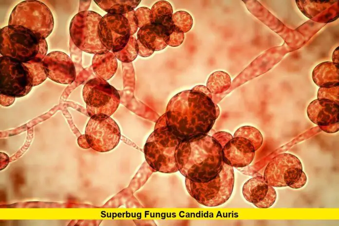 Superbug Fungus Candida auris Superbug Fungus Candida auris
