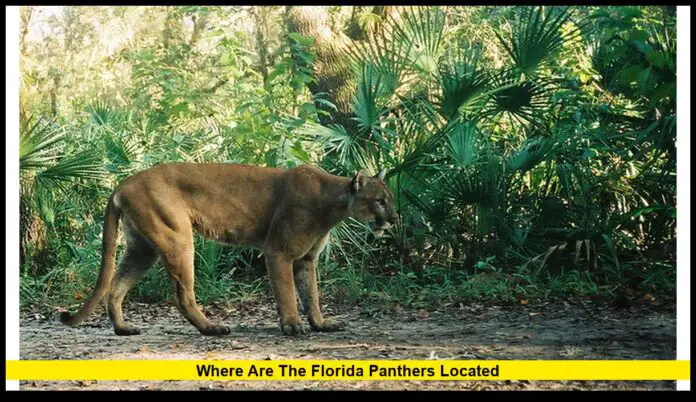 Where Are the Florida Panthers Located The 2026 Guide to Florida’s Elusive Wild Cats
